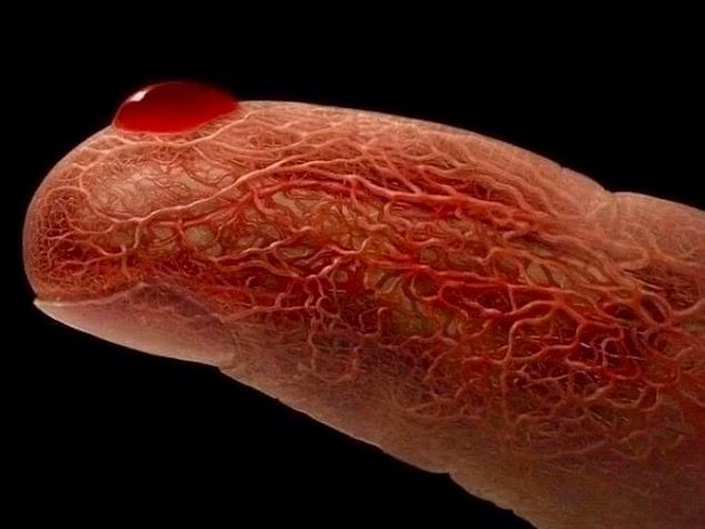 Vasos sanguíneos da ponta do dedo